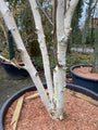 Birke - Betula Utilis 'Doorenbos'