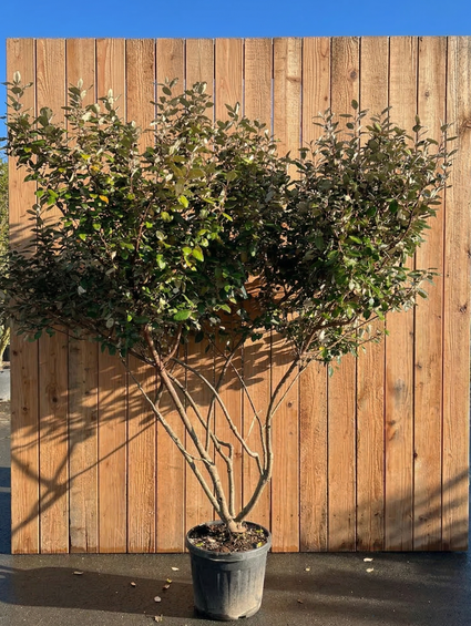 Olivenweide - Elaeagnus Ebbingei 'Compacta' auf hohem Stamm