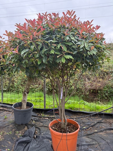 meerstammige glansmispel solitaire