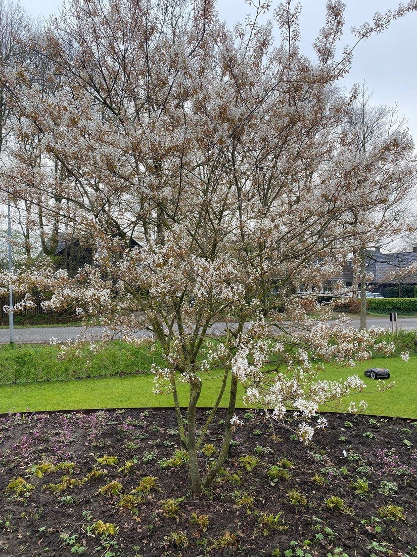 Bio-Johannisbeerbaum mit mehreren Stämmen - Amelanchier lamarckii