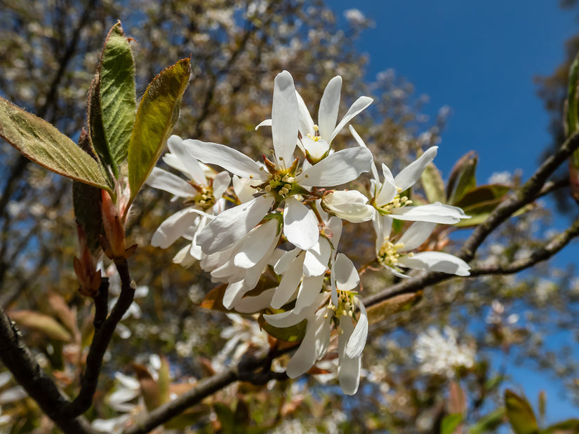 Bio-Johannisbeerbaum mit mehreren Stämmen - Amelanchier lamarckii