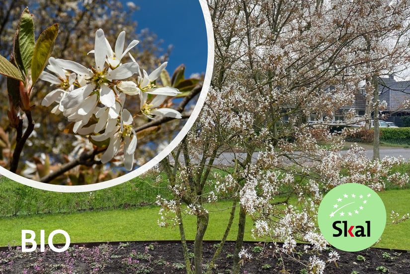 Bio-Johannisbeerbaum mit mehreren Stämmen - Amelanchier lamarckii