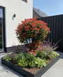 meerstammige, solitaire photinia in border