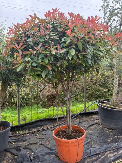 Glanzmispel - Photinia x fraseri 'Red Robin'