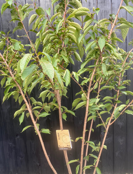 Meerstammige Sierkers - Prunus serrulata Kanzan