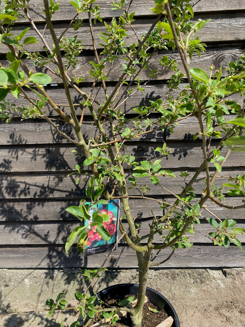 meerstammige sierappel in voorjaar in het blad