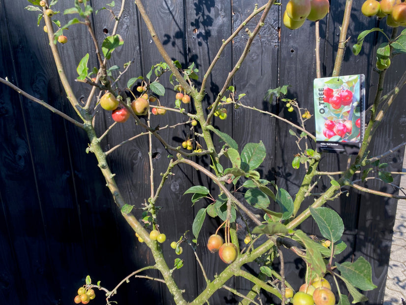 Mehrstämmiger Zierapfel - Malus 'Red Sentinel'