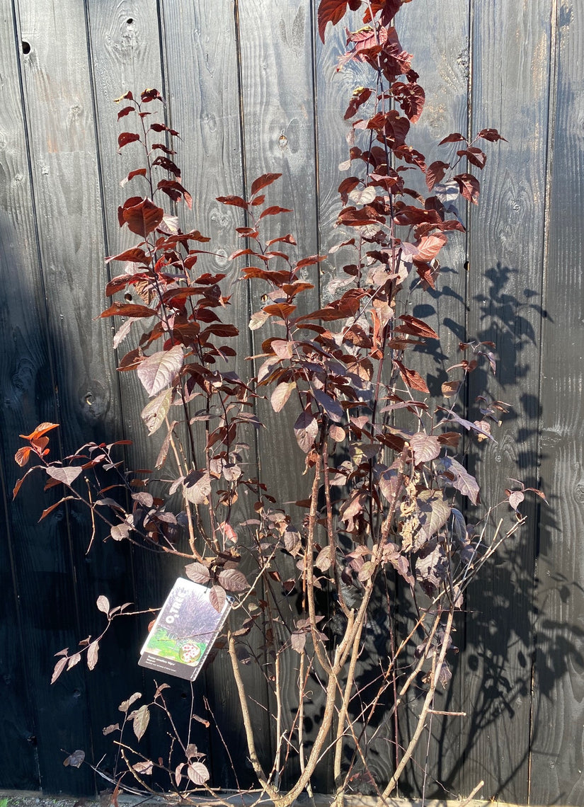 meerstammige sierkers prunus cerasifera nigra c25 pot