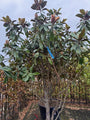 Immergrüner mehrstämmiger Biberbaum - Magnolia grandiflora Goliath