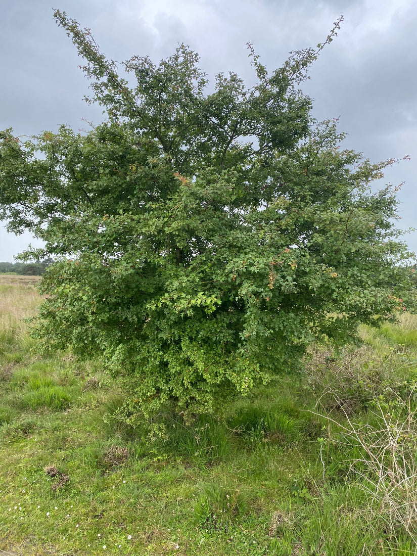 Weißdorn mit zwei Arten - Crataegus laevigata