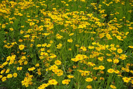 Mädchenaugen - Coreopsis 'Solar Dance'