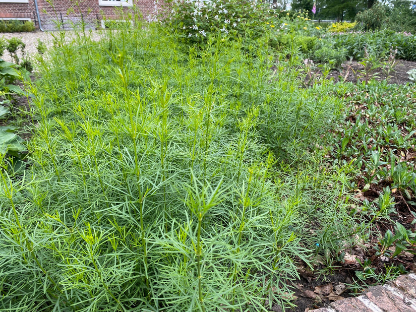 Mädchenaugen - Coreopsis verticillata