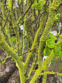 Gewöhnlicher Flieder - Syringa vulgaris 'Michel Buchner'