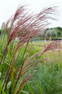 Wunderschönes Schilfrohr - Miscanthus sinensis 'Ferner Osten'