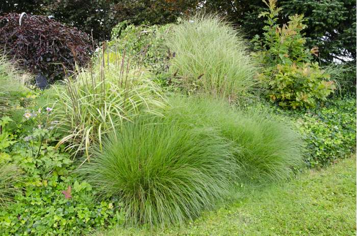 Prächtiges Schilfrohr - Miscanthus sinensis 'Gracillimus'