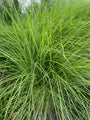 Prächtiges Schilfrohr - Miscanthus sinensis 'Gracillimus'