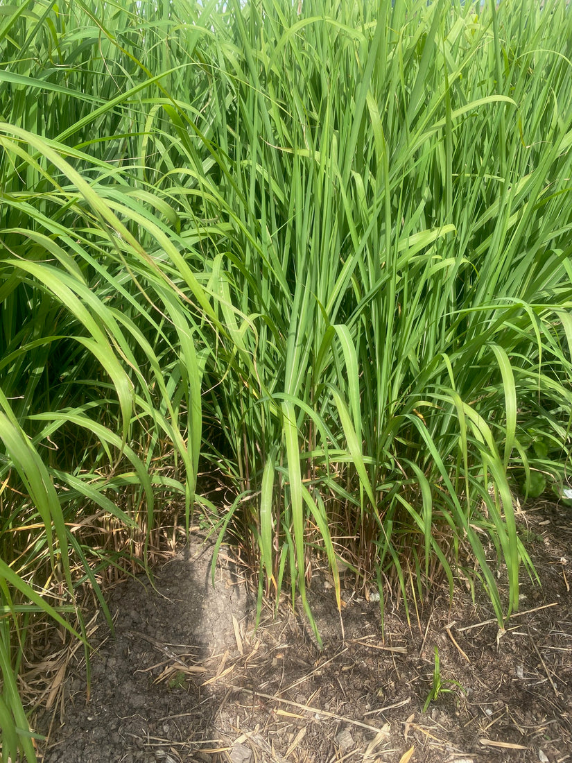 Prächtiges Schilfrohr - Miscanthus sinensis 'Gracillimus'