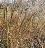 Wunderschönes Schilfrohr - Miscanthus sinensis 'Kleine Silberspinne'