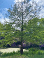 Sumpfzypresse - Taxodium distichum