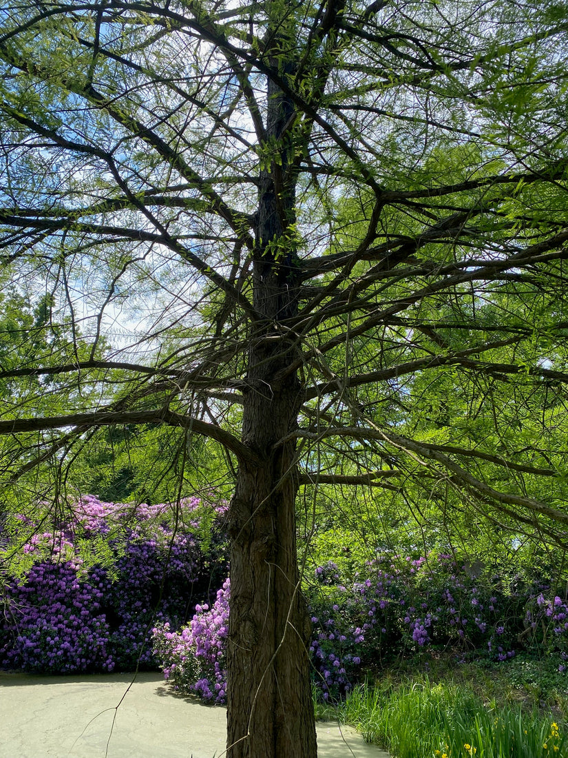 Sumpfzypresse - Taxodium distichum