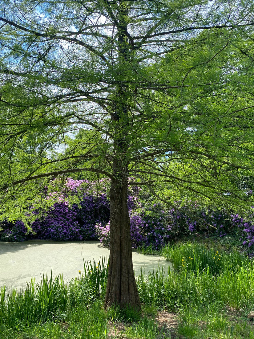 Sumpfzypresse - Taxodium distichum