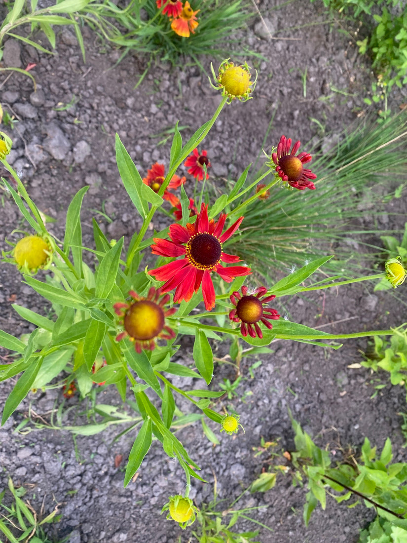 Bio-Sonnenkraut – Helenium „Moerheim Beauty“ TIPP