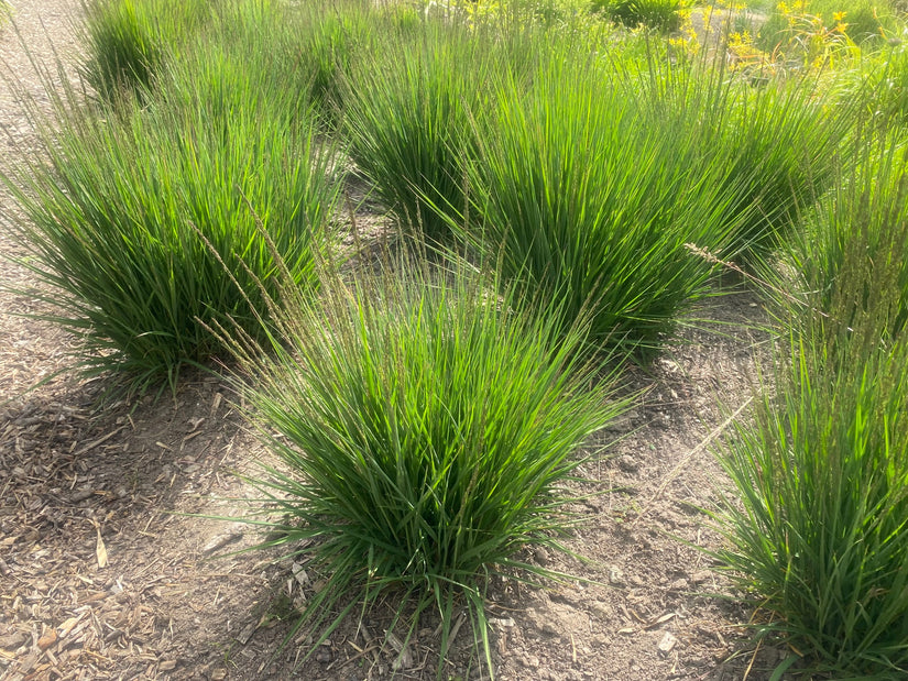 Pfeifenstroh - Molinia caerulea 'Moorhexe'