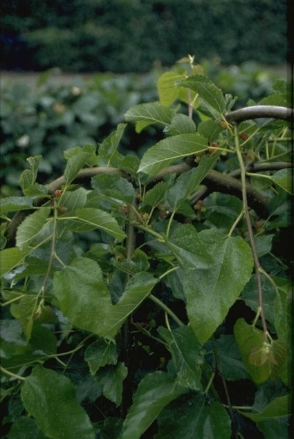 Roof Mulberry - Morus alba 'Fruitless' (Dachförmiger Sonnenschirm) Bambusständer 150 cm