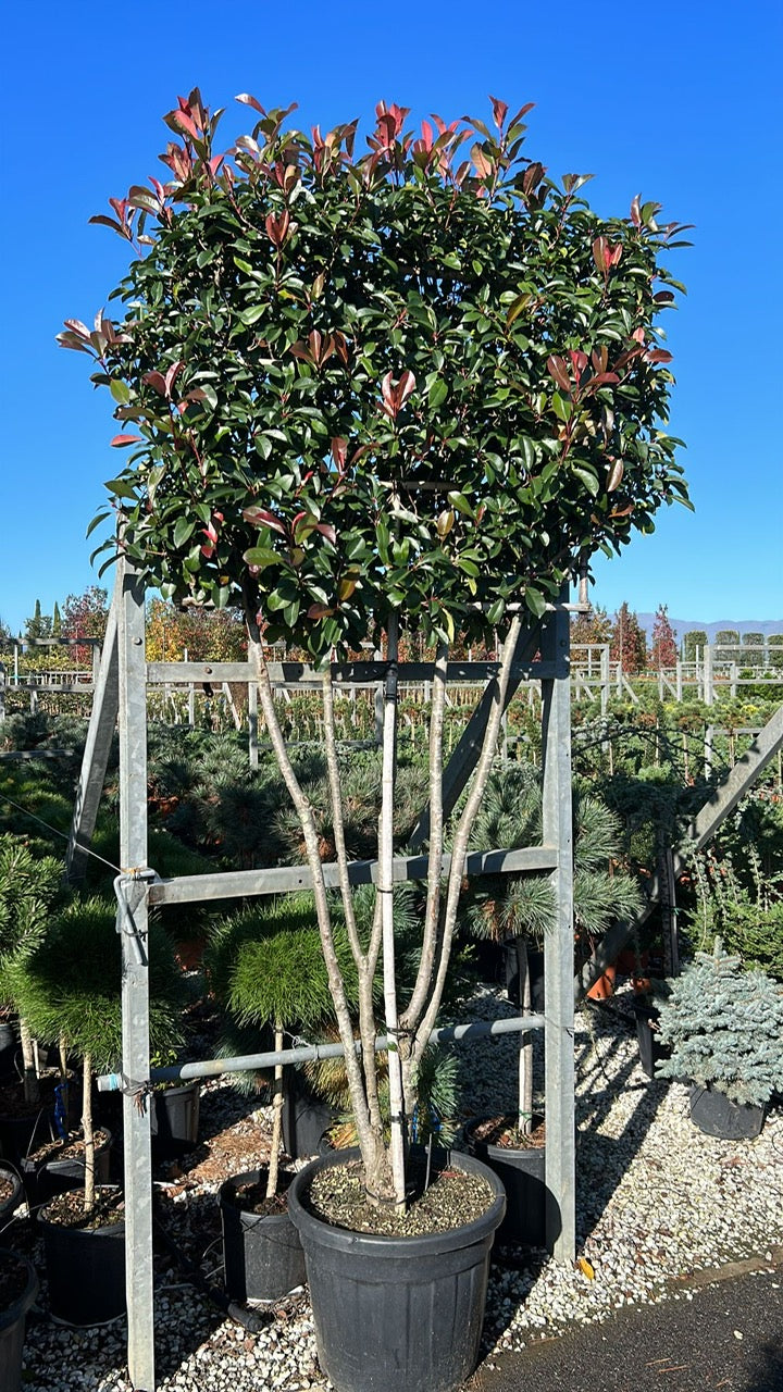 Hochstamm-Glanzmispel - Photinia 'Red Robin' Hochstamm