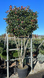 Hochstamm-Glanzmispel - Photinia 'Red Robin' Hochstamm