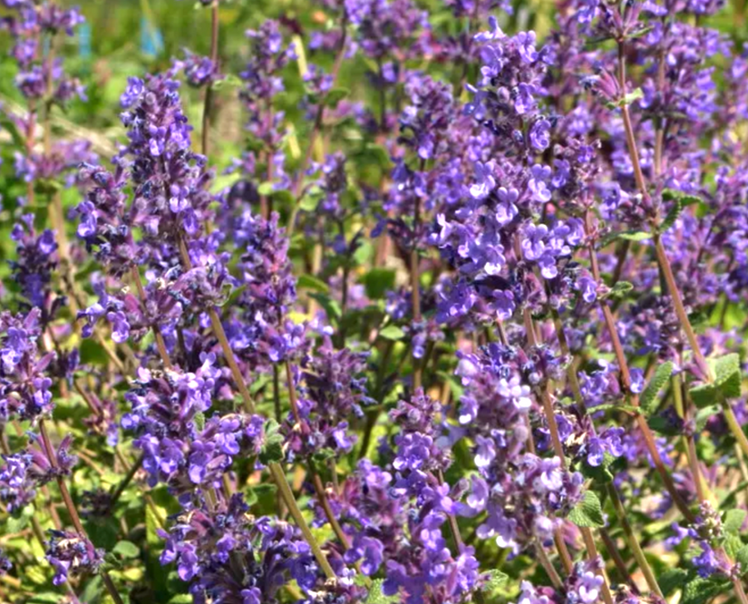 Katzenminze - Nepeta 'Porzellan'