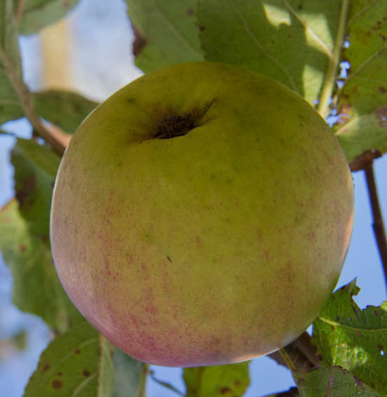 Apfelbaum - Malus Domestica Notarapfel