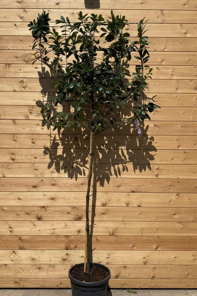 Spalier - Prunus Novita Spalier (immergrün)