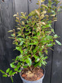 olijfwilg elaeagnus in c7.5 pot 80-100 cm voorbeeld wat u koopt