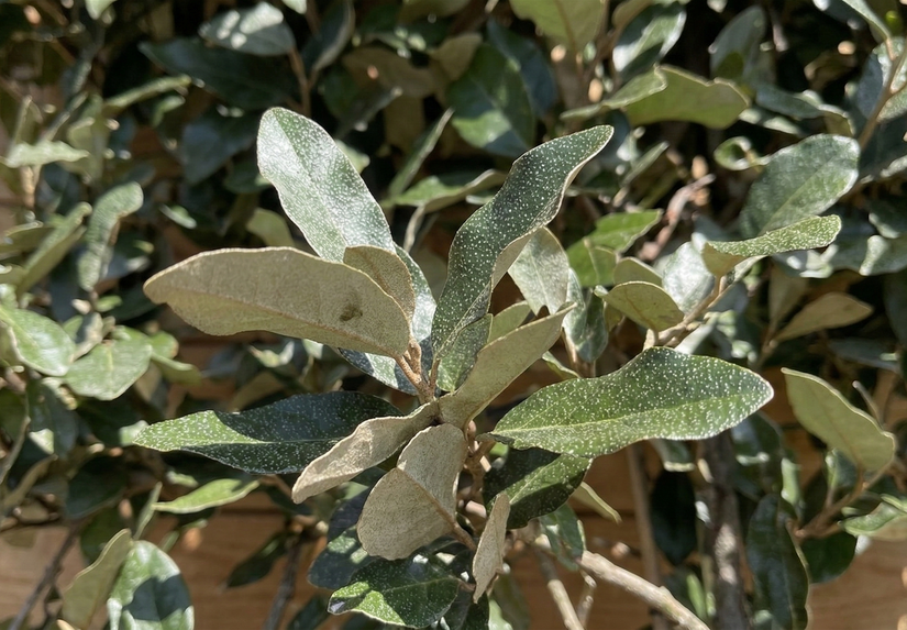 Ölweide als Spalierbaum - Elaeagnus ebbingei - Immergrün