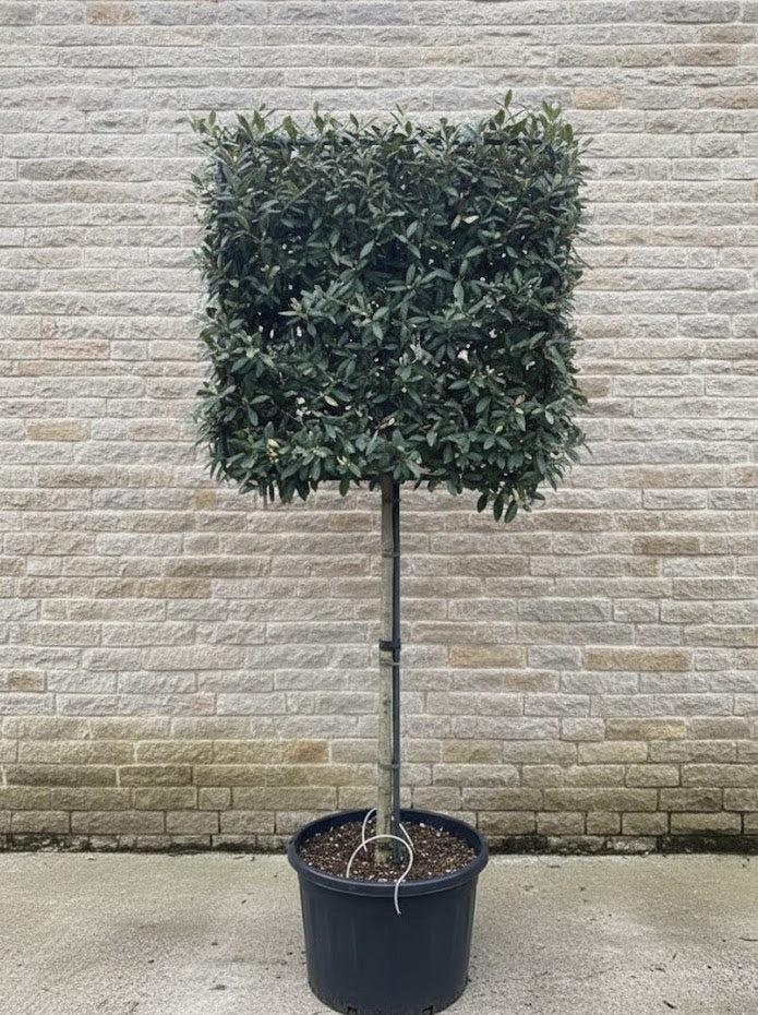 Ölweide als Spalierbaum - Elaeagnus ebbingei - Immergrün