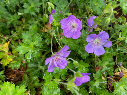 Storchschnabel - Geranie 'Azure Rush'