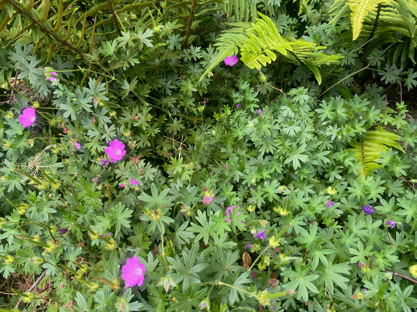 Bio-Storchschnabel – Geranium sang. „Max Frei“