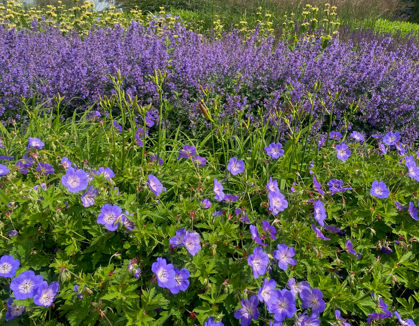 ooievaarsbek rozanne met daarachter daglelie, kattenkruid en helemaal bovenin brandkruid phlomis en karl foerster siergras