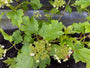 Schneeballrose - Viburnum opulus 'Compactum'