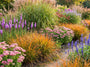 combi met oa sedum herbstfreude, struisriet, zonnehoed en stachys