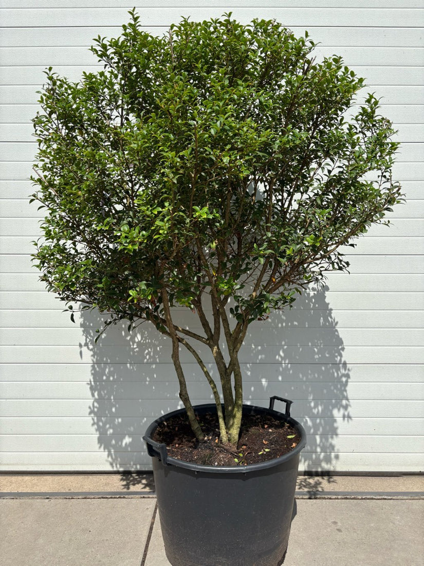 Immergrüne Osmanthus burkwoodii