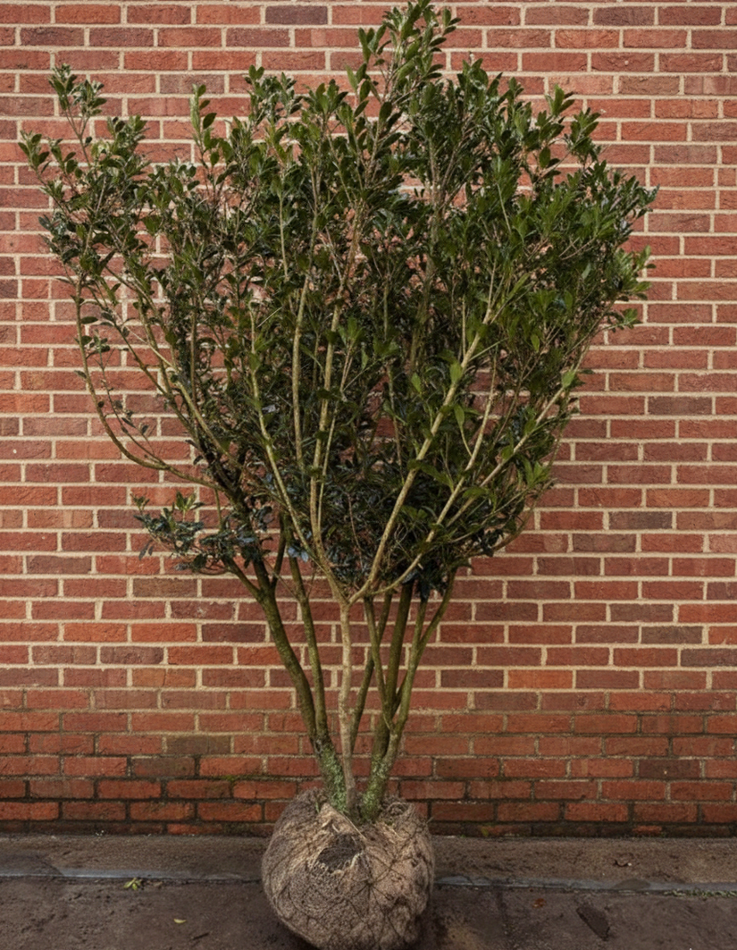 Osmanthus Heterophyllus