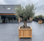 Alter Olivenbaum - Olea europaea