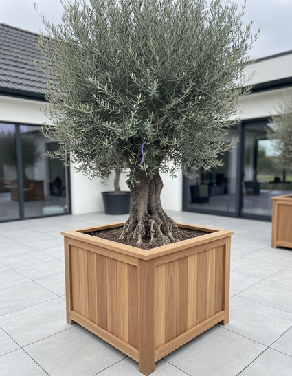 Alter Olivenbaum - Olea europaea