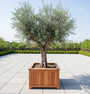 Alter Olivenbaum - Olea europaea