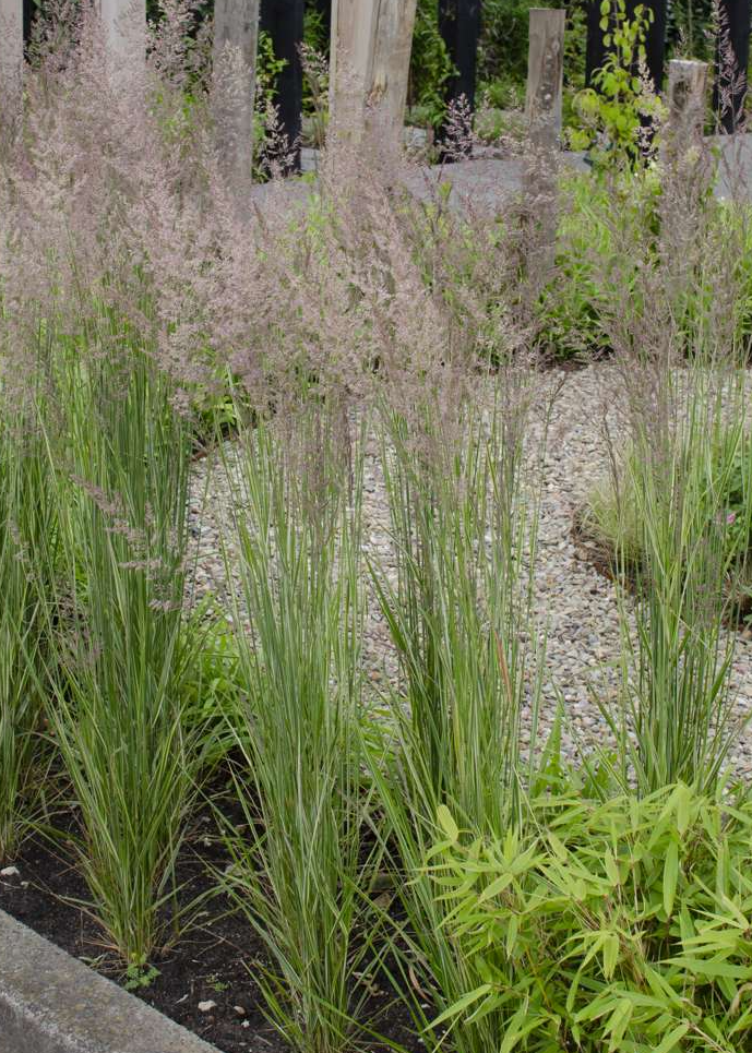 Straußenrohr - Calamagrostis x acutiflora 'Overdam'