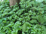 Schattenkraut – Pachysandra terminalis (auch pro/m2) TIPP