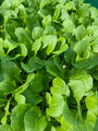 Pak Choi - Brassica rapa chinensis