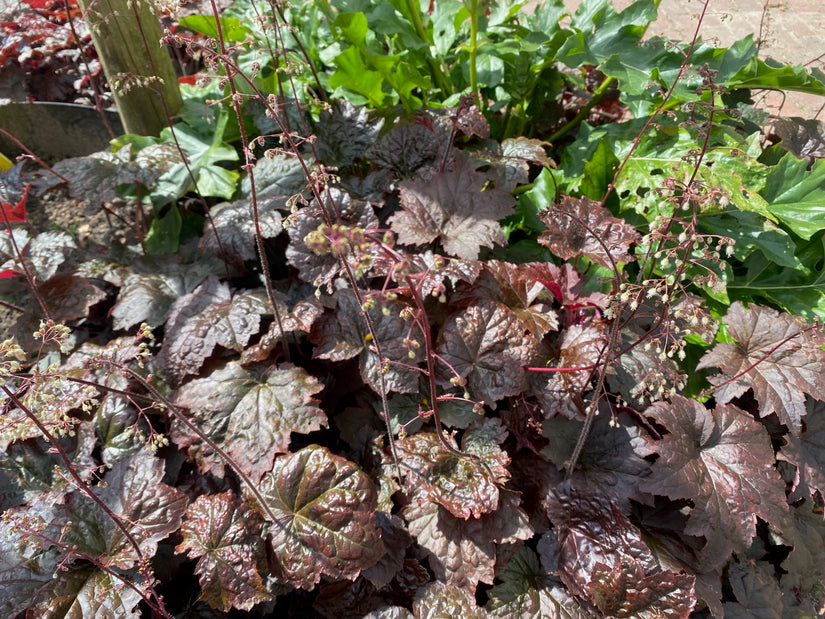 Bio-Lila Glockenblume - Heuchera micrantha 'Palace Purple'